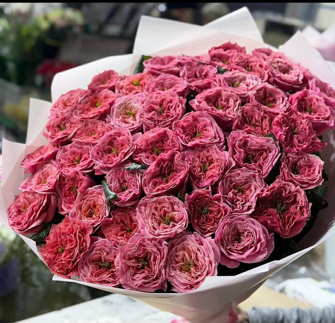 Royal Garden Roses